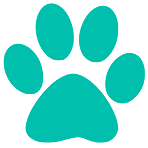 A solid teal rectangle fills the image, reminiscent of a calm, soothing environment one might find in a veterinarian's office.