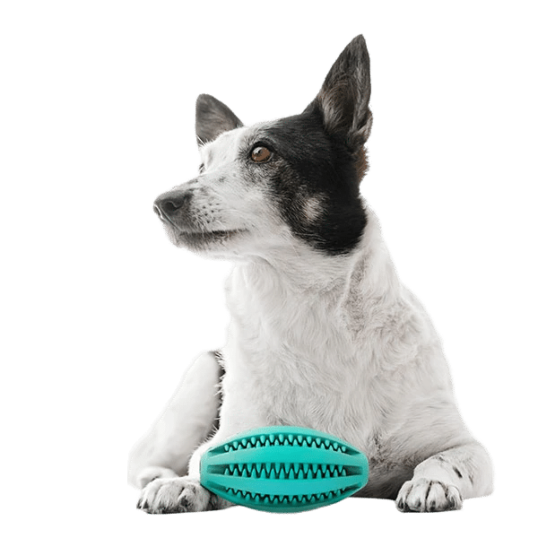 A black and white dog, perhaps just back from a vet visit, is lying down and looking to the side with a teal rubber chew toy shaped like a football in front of its paws. The background is plain white.
