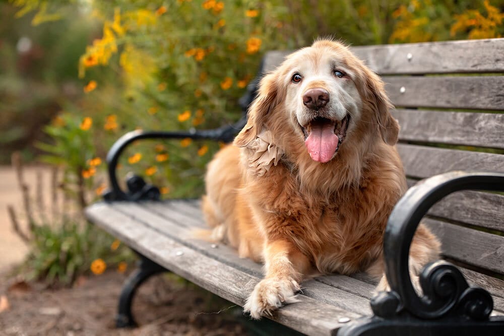 A happy, elderly golden retriever with a leaf on its ear lies on a wooden park bench surrounded by blooming yellow flowers, looking content with its tongue out.
