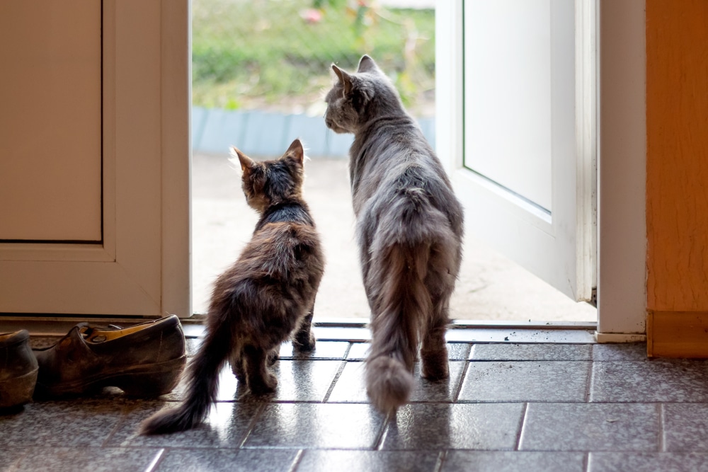 A fluffy gray cat and a smaller brown kitten stand side by side, like curious patients waiting for their veterinarian, gazing out an open doorway. Shoes are scattered nearby as sunlight streams onto the tiled floor.