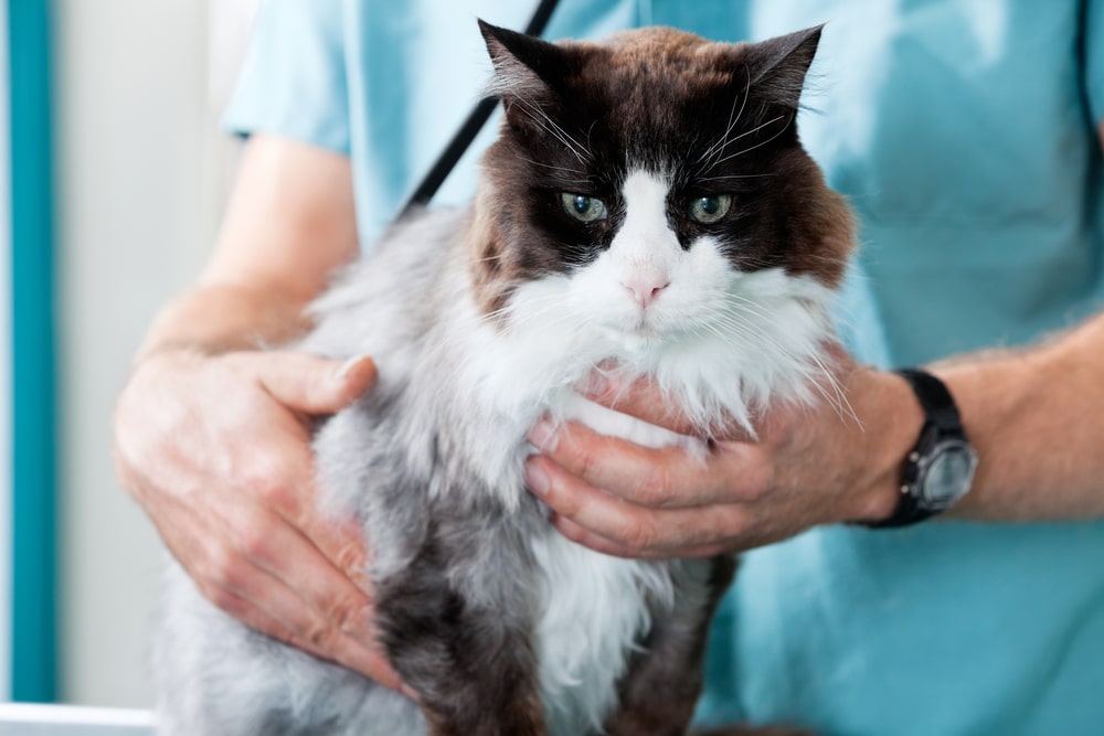 A fluffy, black and white cat is being held by a person in a teal shirt, resembling a caring veterinarian. The individual gently supports the calm and relaxed cat with both hands, exuding warmth and reassurance.