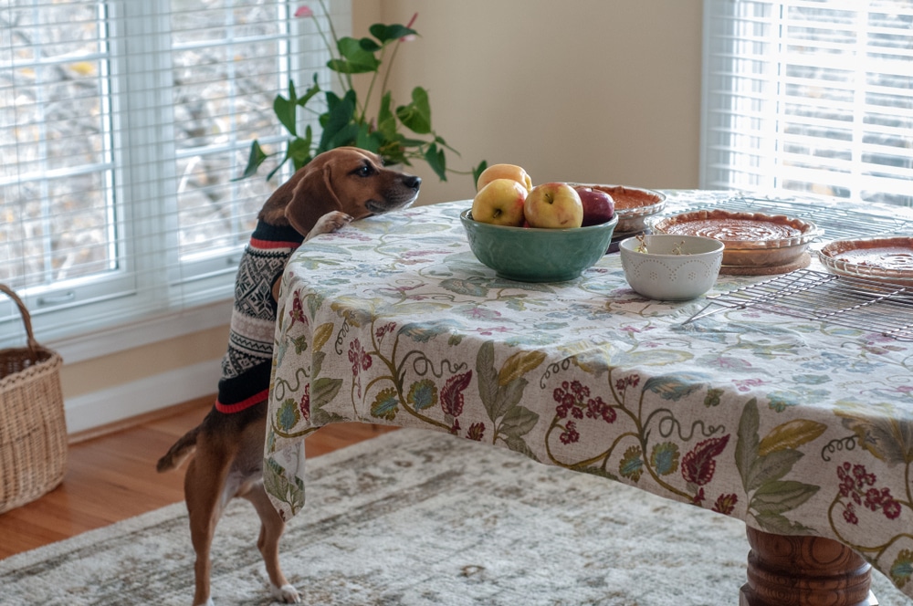 A small dog in a sweater, looking like it's ready for a vet check-up, stands on its hind legs, reaching up to a table covered with a floral tablecloth. The table holds a bowl of apples and baked goods. Sunlight streams in through nearby windows, with a basket and plant in the background.