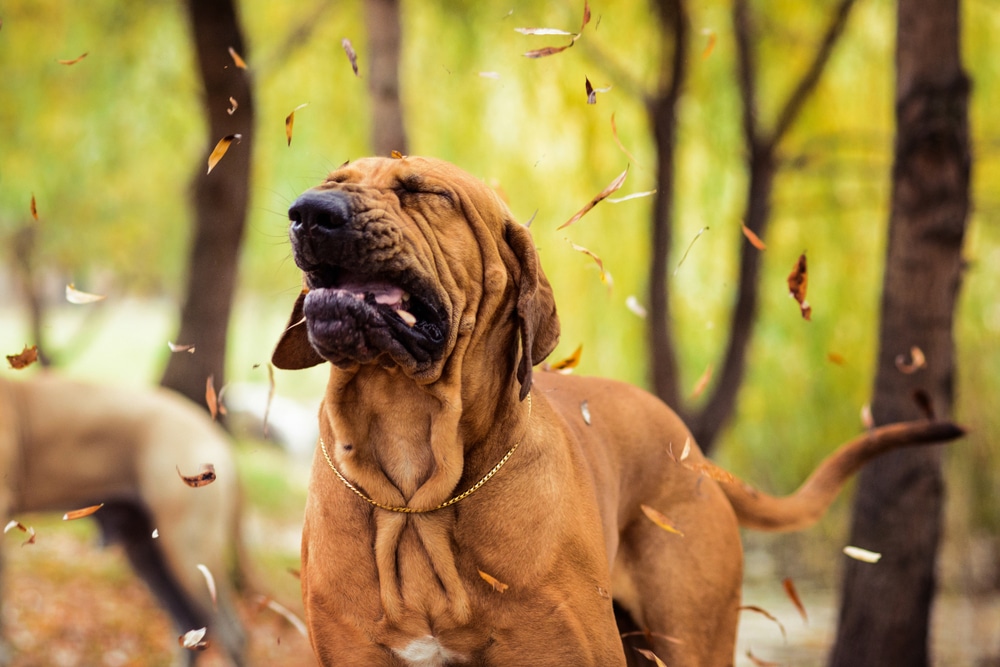 A large brown dog playfully stands among falling leaves in a wooded area, as if guided by an experienced vet towards joyous moments. Its eyes are closed, and its mouth is open, savoring the breeze or perhaps sneezing. The ground is covered with leaves, with trees visible in the background.