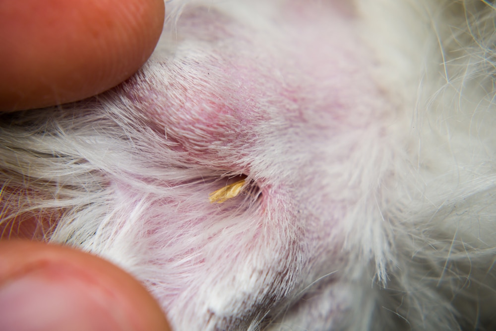 Close-up of a tick partially embedded in a pet's skin, surrounded by white fur. A veterinarian's fingers gently hold the area to reveal the tick, showcasing red and irritated skin around the parasite.