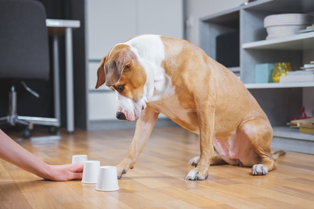 A brown and white dog sits on a wooden floor, focused intently on three upside-down cups arranged in front. With a veterinarian’s precision, the person’s hand points to the cups, possibly playing a shell game. Shelves and a chair are visible in the background.
