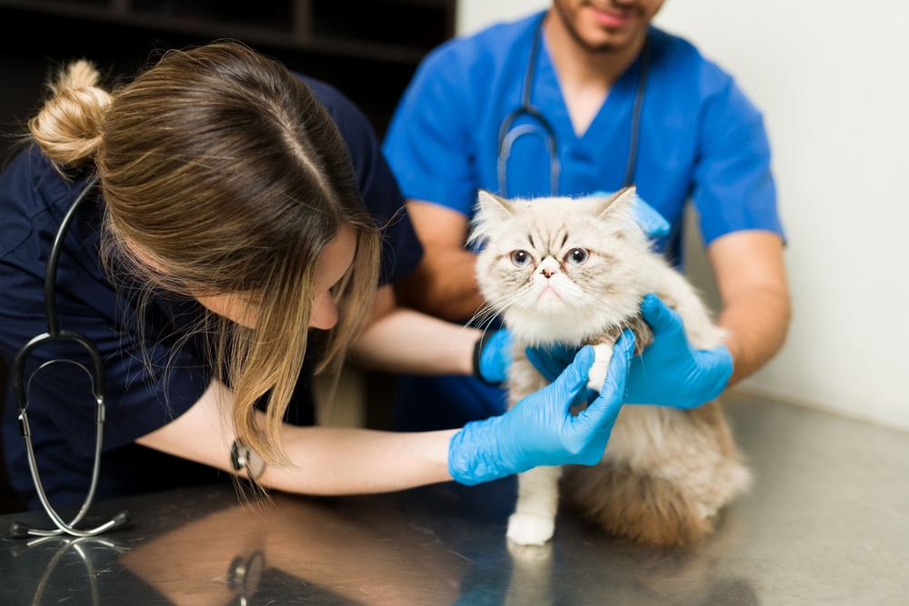 Two veterinarians in blue scrubs examine a fluffy Persian cat on a metal table. One vet holds the cat gently while the other checks its paw, wearing blue gloves. The setting is a veterinary clinic.