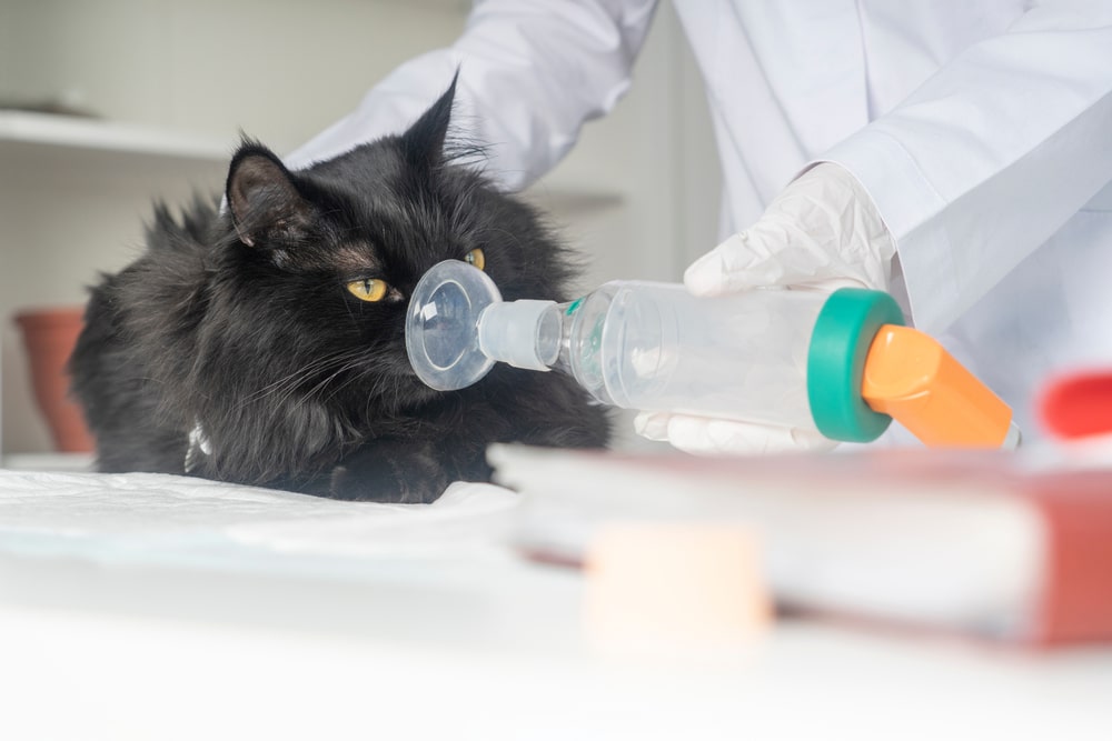 A vet in a white coat and gloves holds an oxygen mask over the face of a black cat lying on a table. The feline looks alert, with bright yellow eyes. Books and medical equipment are visible in the foreground and background, reflecting the dedicated care provided by veterinarians.