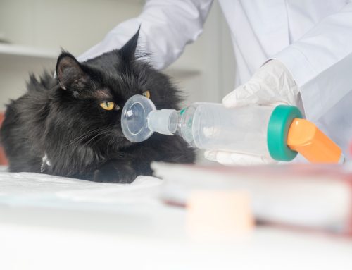 Understanding Breed-Specific Health Issues in Pets