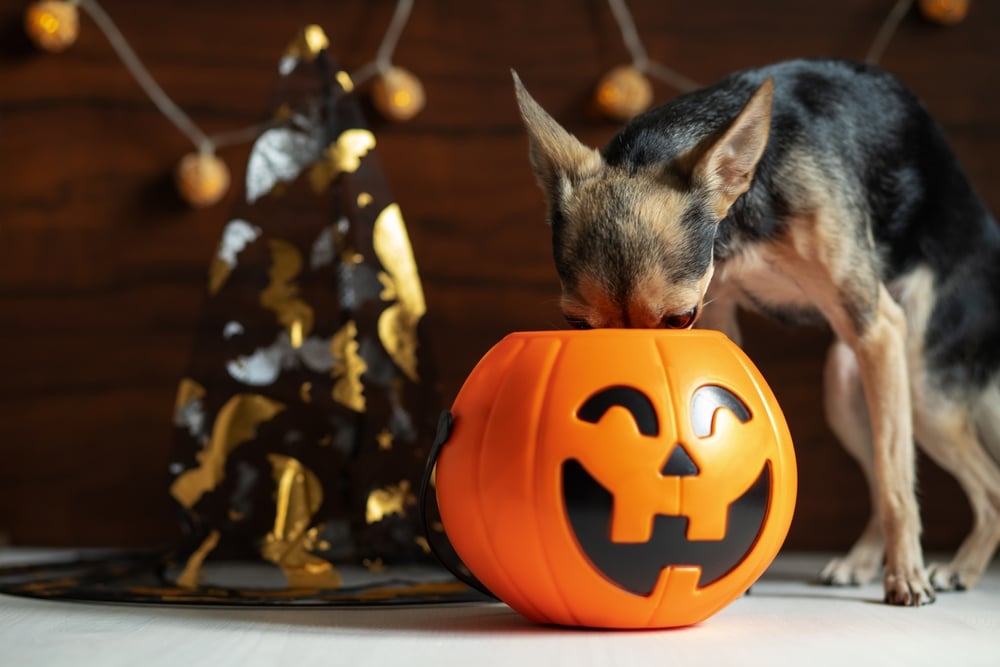 A small dog, curious as ever, sniffs inside a plastic pumpkin bucket with a carved smiling face. In the background, a witch hat and string of round orange lights create a Halloween-themed scene—a cozy reminder to keep your pet safe this season with tips from your veterinarian.