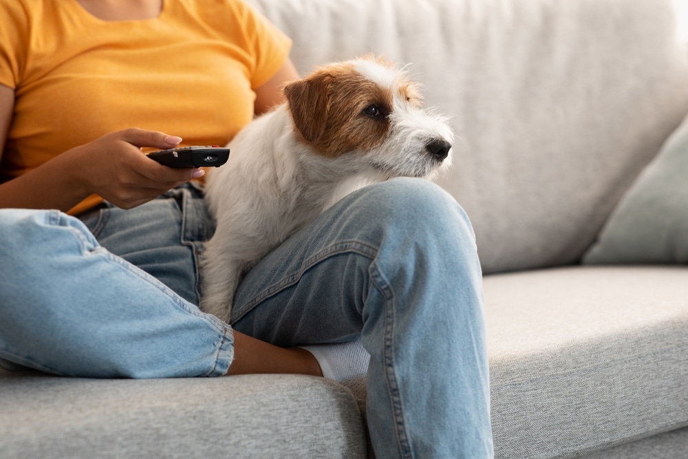 A person in a yellow shirt and blue jeans is sitting on a couch, holding a remote control like a future vet studying their profession. A small dog sits on their lap, attentively looking forward. The background includes a light gray couch and a pillow.