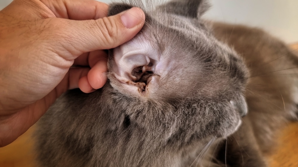 A veterinarian gently lifts a gray cat's ear to inspect inside. The cat's fur is fluffy, and the focus is on the ear area, revealing some wax and possible dirt. The vet appears to be examining for cleanliness or health issues.