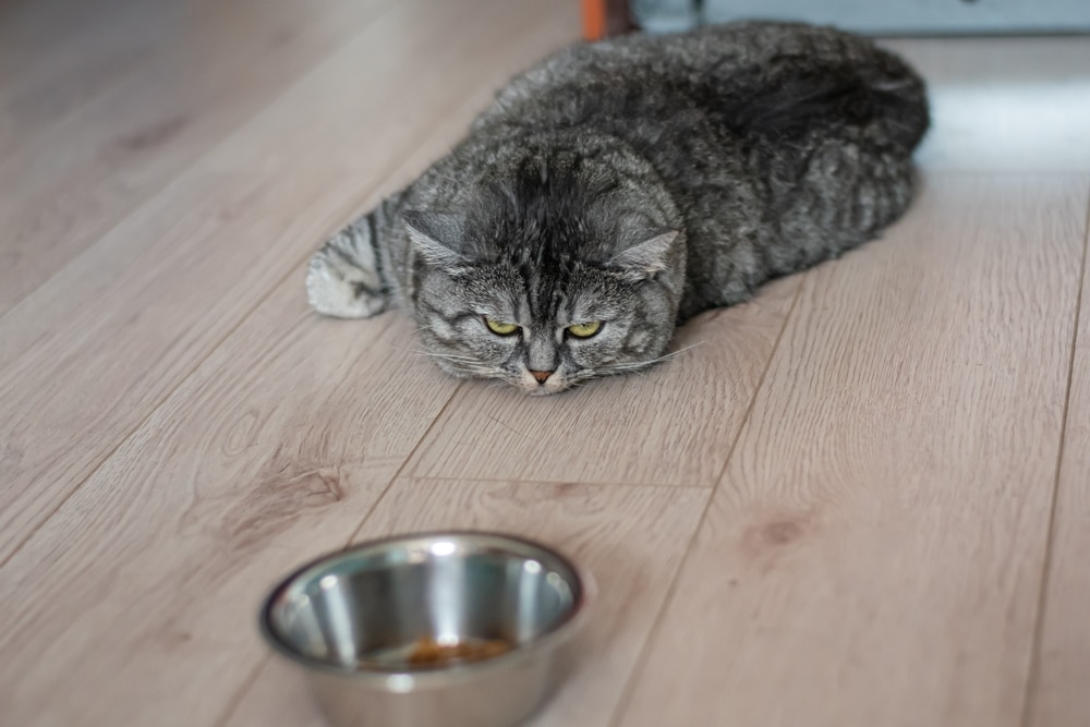 A fluffy gray cat with green eyes lies on a wooden floor, staring intently at a metal food bowl with a small amount of food inside, as if waiting for the vet to approve its meal. The cat appears to be relaxed yet focused.