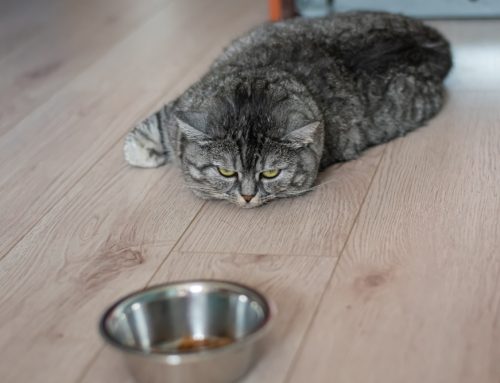Solving Mealtime Struggles: How to Help Your Pet Regain Their Appetite