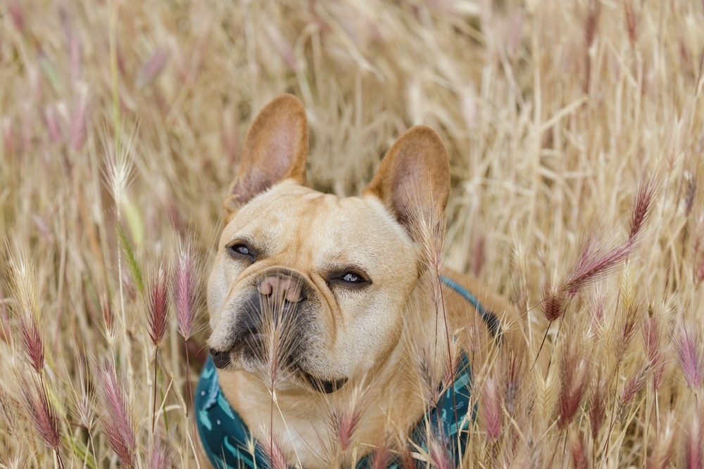 A French Bulldog with a fawn coat lies in tall, dry grass, basking in tranquility. The dog's ears are perked up as if listening for a distant call from the vet. The grasses, a blend of golden and reddish hues, embrace the dog gently.