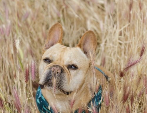 How to Spot, Prevent, and Treat Foxtail Injuries in Pets