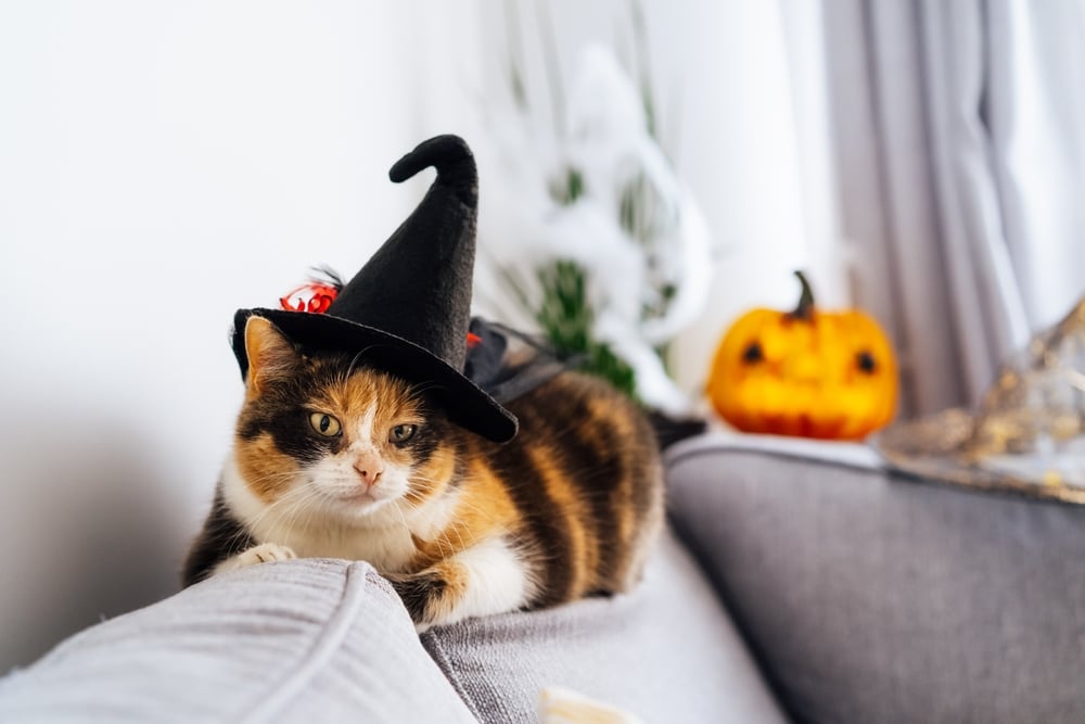 A calico cat, sporting a small witch hat, lounges on the arm of a gray sofa. In the background, a carved pumpkin with a spooky expression is partially visible alongside some white decorations, suggesting its veterinarian approves this Halloween theme to keep things pet-friendly.