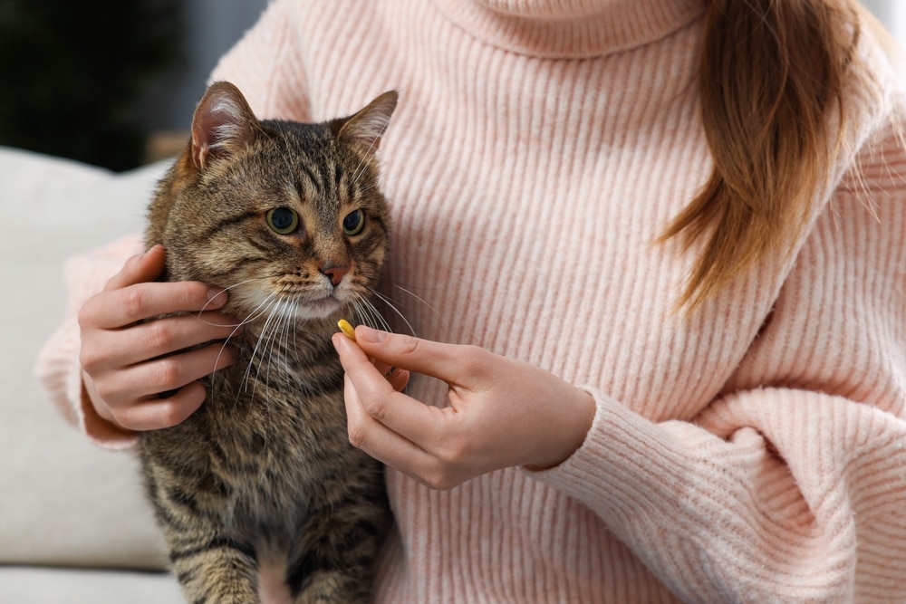 A person in a pink sweater is holding a tabby cat, offering it a small yellow treat. The cat examines the treat with curiosity, reminiscent of a vet visit where treats accompany care. The scene unfolds indoors against a neutral background.
