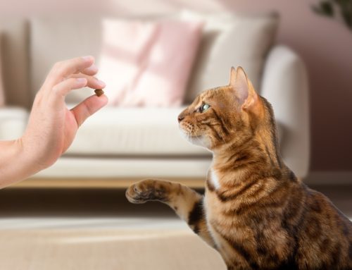 Essential Preventive Care Tips for Keeping Your Pet Healthy