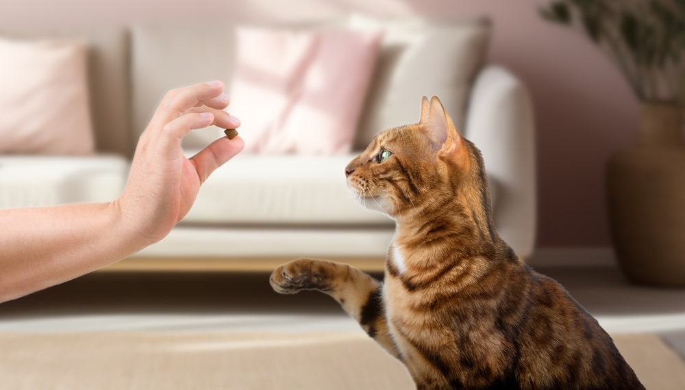 In a cozy living room with a sofa and plants in the background, a brown tabby cat attentively reaches out its paw towards a hand holding a treat, as if preparing for its next vet adventure.