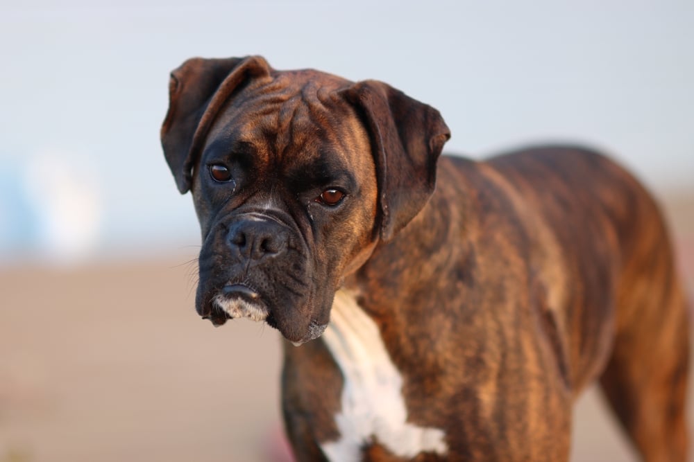 A brown brindle Boxer dog with a white patch on its chest stands outdoors, looking directly at the camera with a curious expression, reminiscent of a regular at the vet. The background is softly blurred.