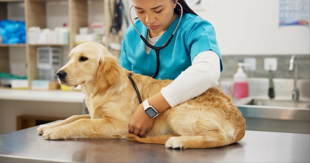 A veterinarian in a blue uniform examines a golden retriever on an examination table. The dog is lying down as the vet uses a stethoscope to check its health. The background shows various veterinary equipment, essential for thorough pet care.