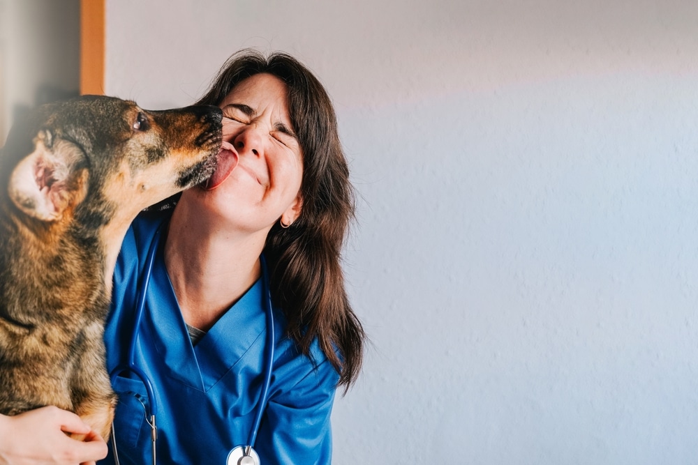 A smiling vet in blue scrubs is being affectionately licked on the cheek by a large brown dog. A stethoscope hangs around the veterinarian's neck, set against a plain white wall in the background.