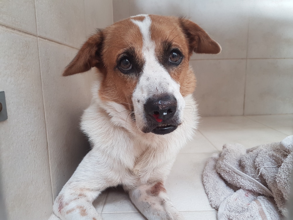 A brown and white dog with a spotted nose is resting on a tiled floor, next to a soft, folded towel. The dog gazes slightly upward with a calm expression, as if waiting for the veterinarian in the corner of a well-lit room.