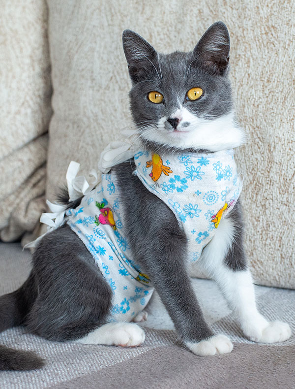 A gray and white cat with orange eyes is sitting on a couch, wearing a cute blue and white floral outfit with colorful patterns. Having just returned from the vet, the cat looks relaxed against the soft beige cushions.