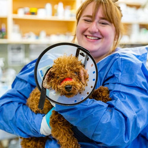 A smiling veterinarian in a blue protective gown holds a small curly-haired dog wearing a cone and with a bandage on its ear. They appear to be in a veterinary or laboratory setting, surrounded by shelves and equipment in the background.