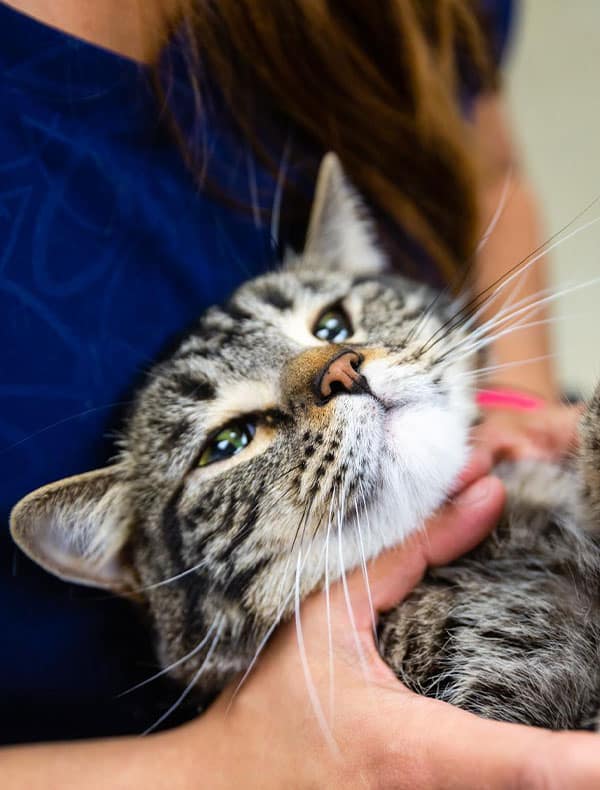 Veterinarian providing urgent pet care for a dog at Advanced Veterinary Medical Center in Milpitas, CA
