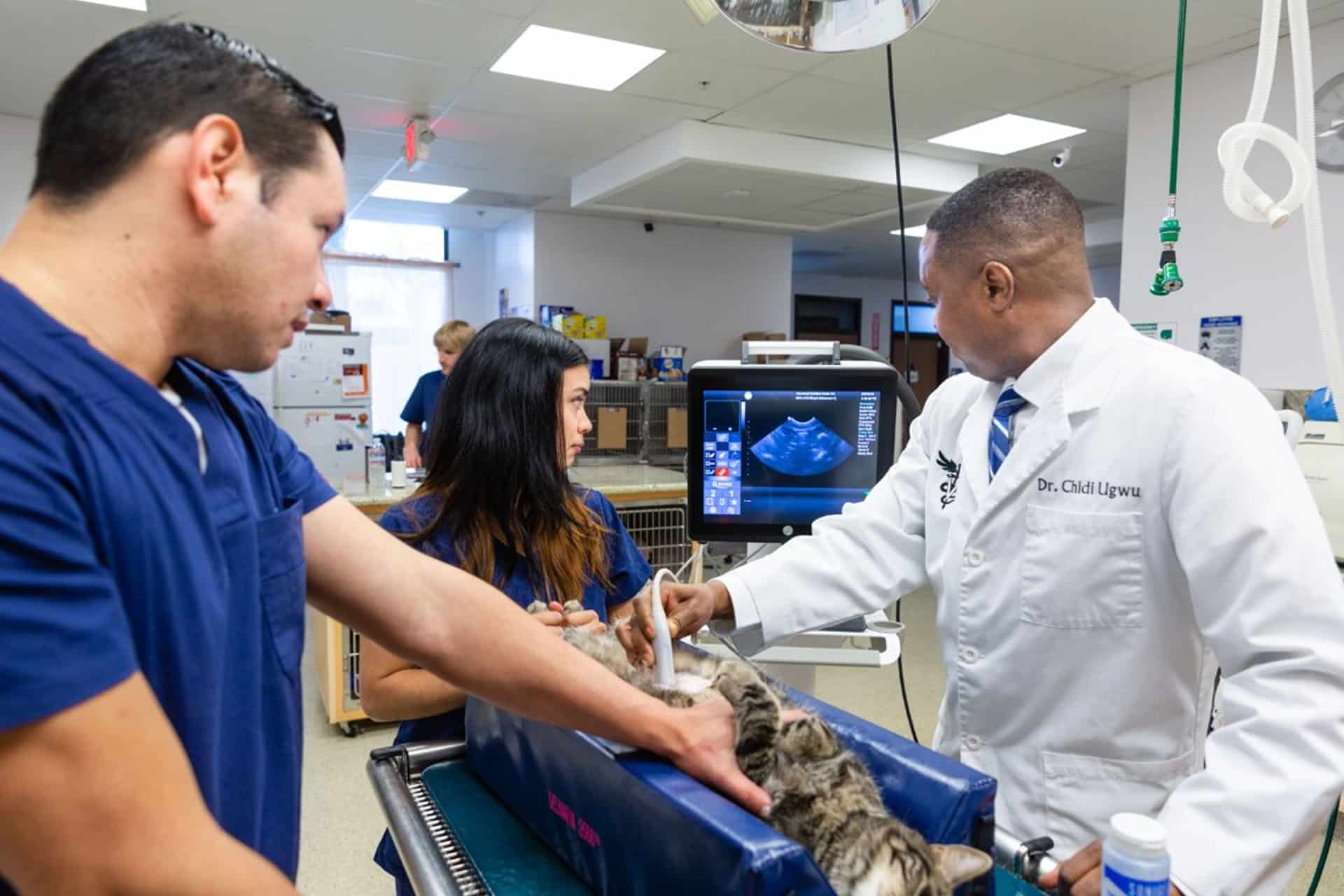 A vet team conducts an ultrasound on a cat. The veterinarian in a white coat points to the screen while two assistants in blue scrubs help stabilize the feline. The room, equipped with medical tools and supplies, buzzes with professional focus.
