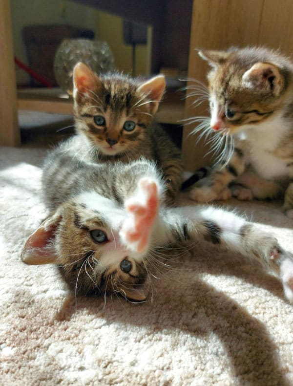 Three playful kittens with striped fur and white paws frolic on a sunlit carpet. As one kitten lies on its back, stretching its paw toward the camera, the others sit nearby, curiously watching. Their antics would surely bring a smile to any vet's face.